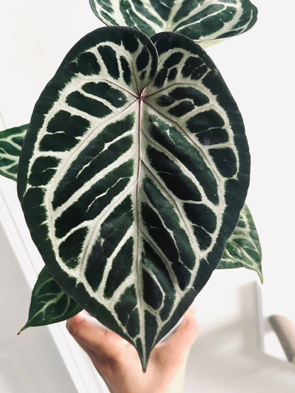 Royal Blush | (Silver Blush × RC) × KOS | Live Houseplant | BATCH 2 | GC |