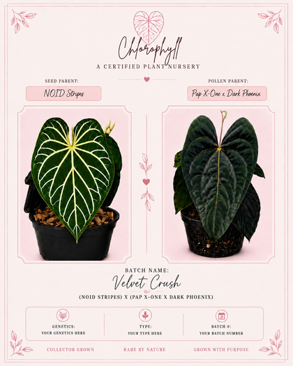 Velvet Crush | (NOID Stripes) x (Pap X-one x Dark Phoenix) | 🏷️