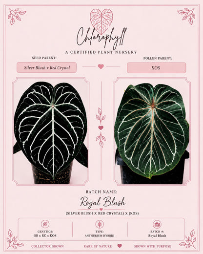 Royal Blush | (Silver Blush × RC) × KOS | Live Houseplant | BATCH 2 | GC |