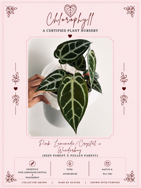 Pink Lemonade / Crystal x Wonderboy | Live Houseplant | Anthurium |