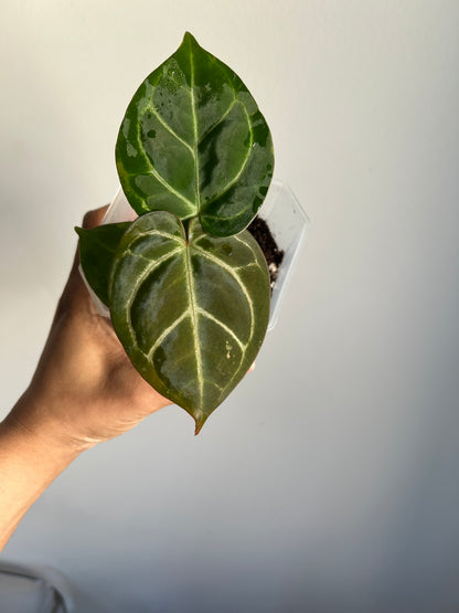 Scarlet Phoenix (Dark Phoenix x Self)x(SB x RC) | Live Houseplant