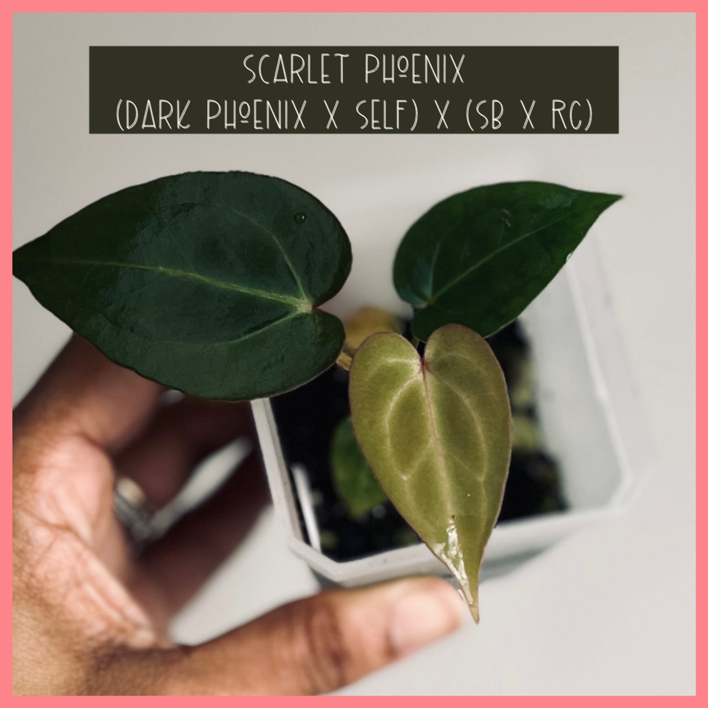 Scarlet Phoenix (Dark Phoenix x Self)x(SB x RC) | Live Houseplant