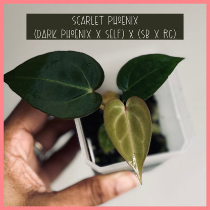 Scarlet Phoenix (Dark Phoenix x Self)x(SB x RC) | Live Houseplant