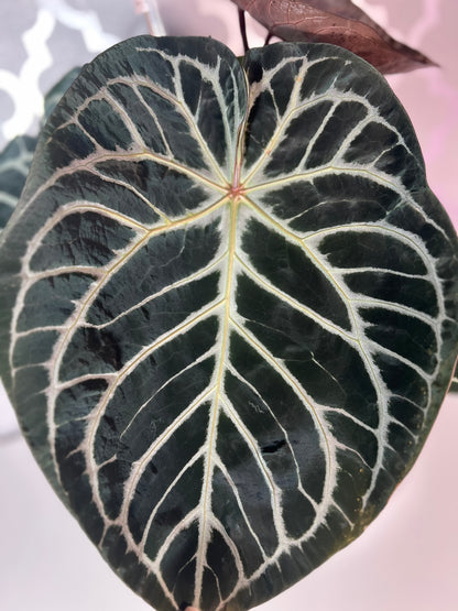 Obsidian Heart (Lux x Forgetii) × (Silver Blush x RC) Live Houseplant| Anthurium