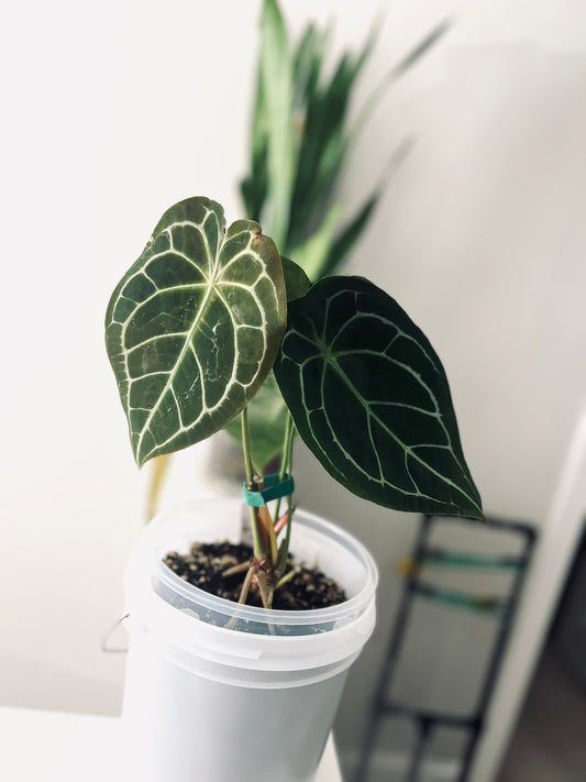 Crystal/Mag x Forgetii | Live Houseplant |