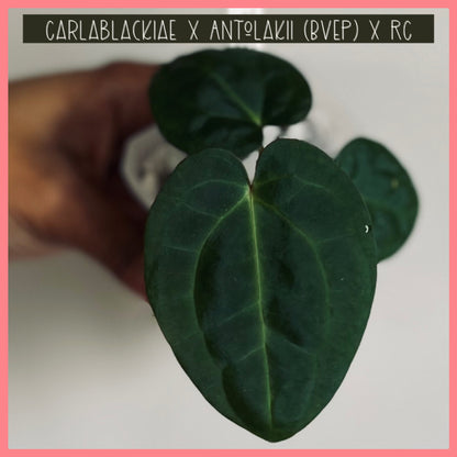 CARLABLACKIAE X BVEP X RC