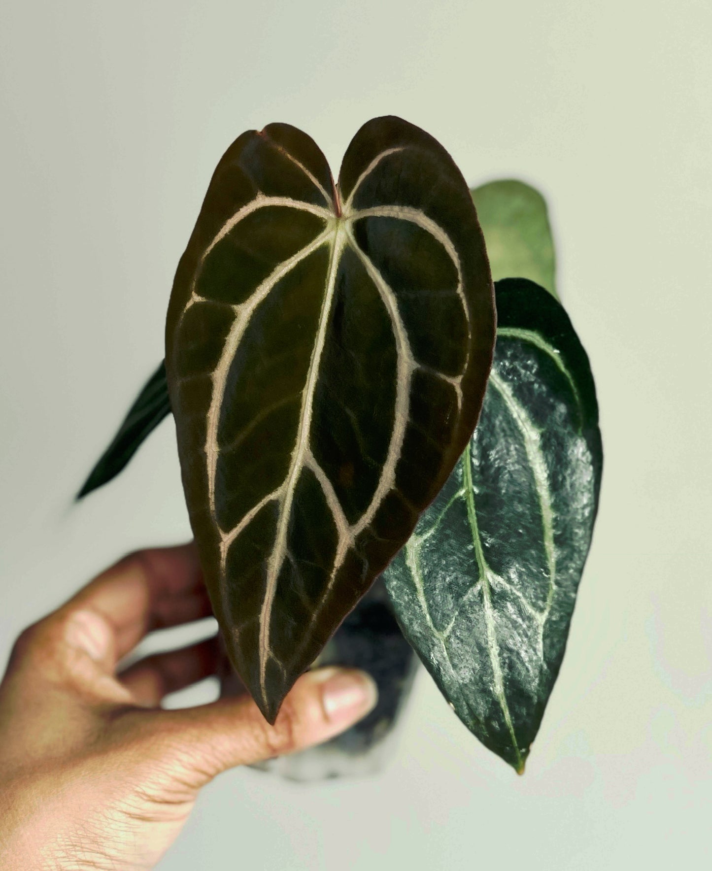 Anthurium Carlablackiae | Live Houseplant