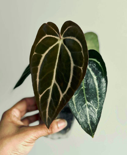 Anthurium Carlablackiae | Live Houseplant