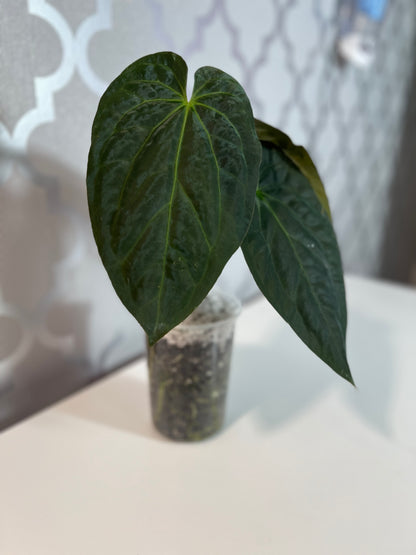 Anthurium Papillilaminum x Crystallinum| Live Houseplant