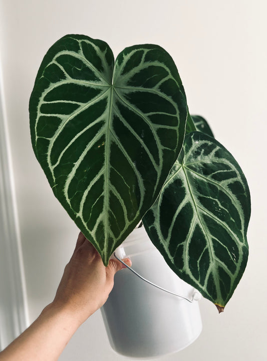 Mag x Silver Blush| Live Houseplant |