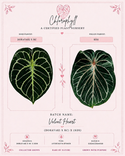 Velvet Heart | (Dorayaki x RC) x KOS | Live Houseplant |
