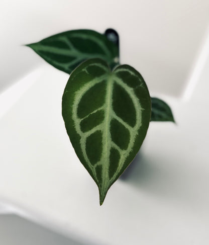 Super Silver x HURC | Live Houseplant |