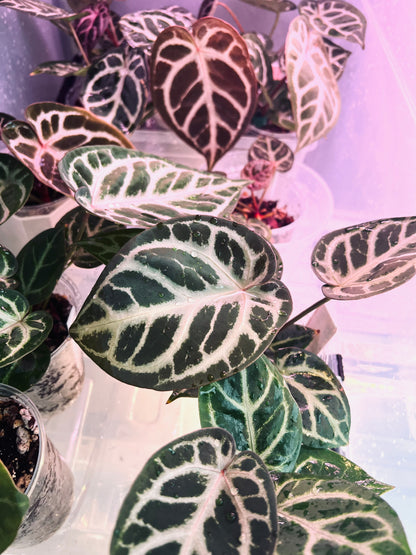 Royal Blush– (Silver Blush × RC) × KOS Live Houseplant - Batch 1