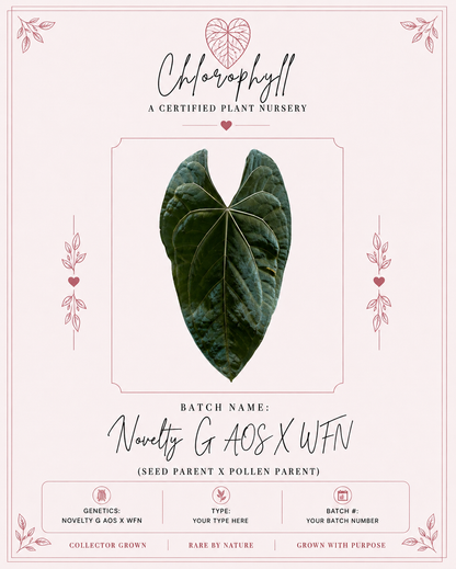 Velvet Moon | (Pap X Leland Dress) X (Novelty G AOS X WFN) | Live Houseplant