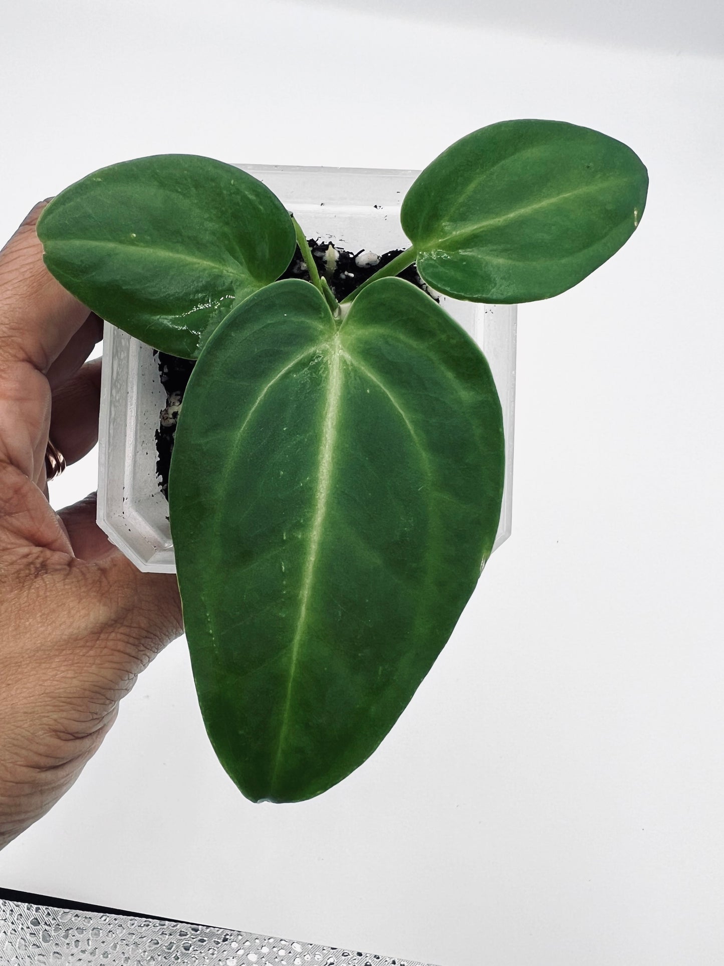 {Anthurium Villenaorum x NOID Seedlings} - 3 Seedlings included