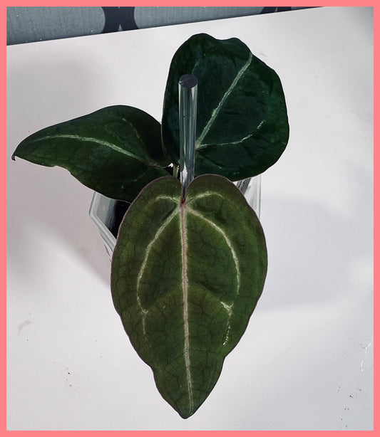 (CODE RED X RC) X (SKG GREY X ZM)