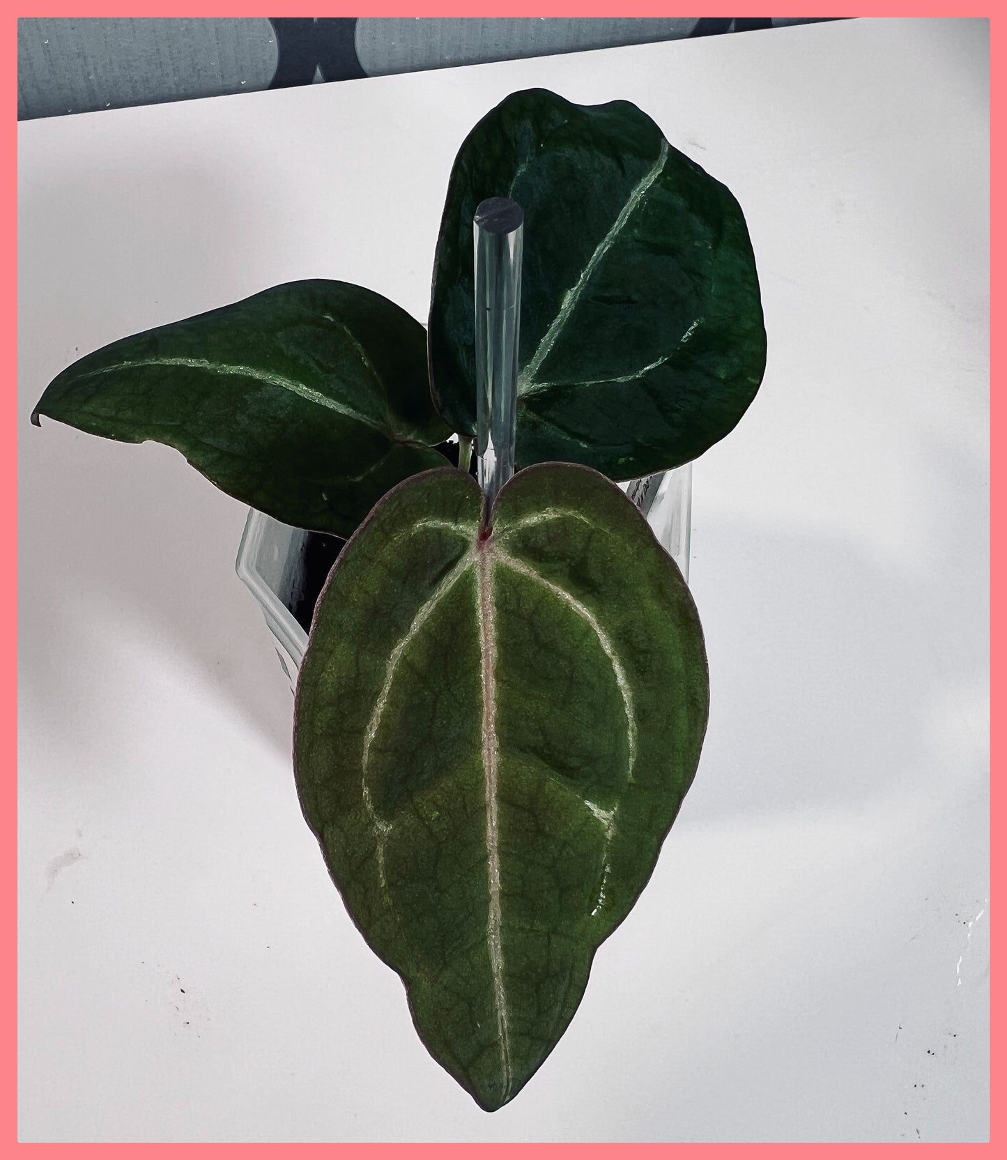 (CODE RED X RC) X (SKG GREY X ZM)