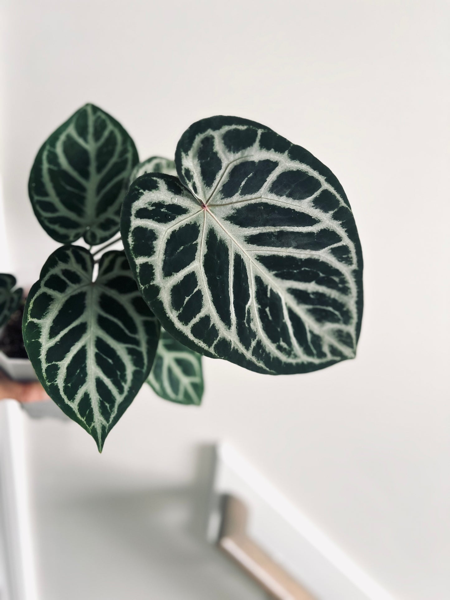 Royal Blush | (Silver Blush × RC) × KOS | Live Houseplant | BATCH 2 | GC |