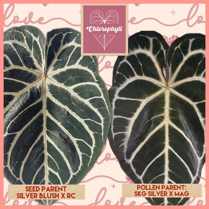 Pink Slushy (Silver Blush × RC) × (SKG Silver × Mag) Live Houseplant