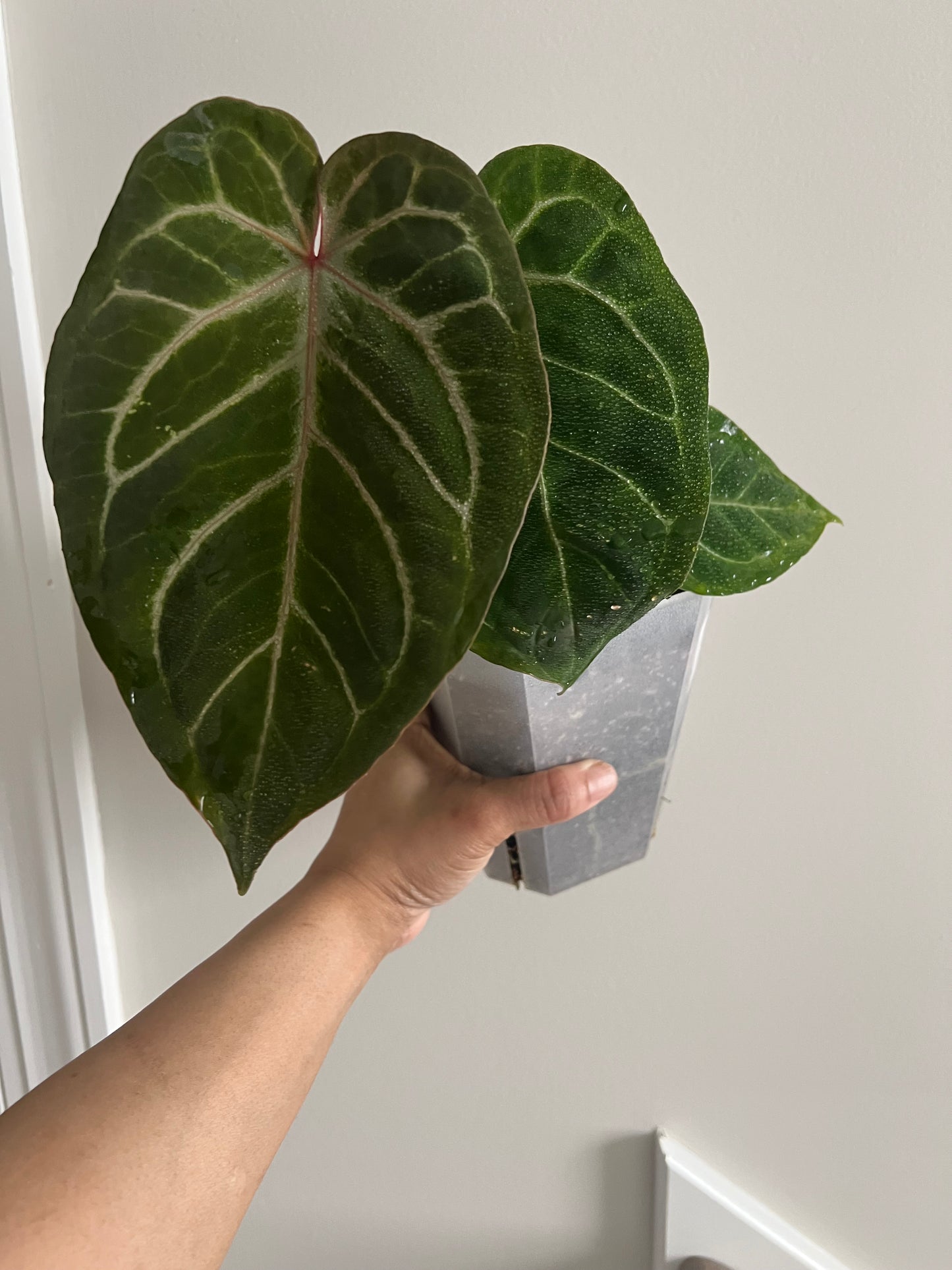 Scarlet Phoenix | (Dark Phoenix x Self) x (SB x RC) | Live Houseplant