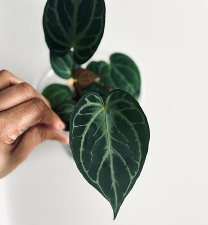 Royal Blush | (Silver Blush × RC) × KOS | Live Houseplant | BATCH 2 | GC |