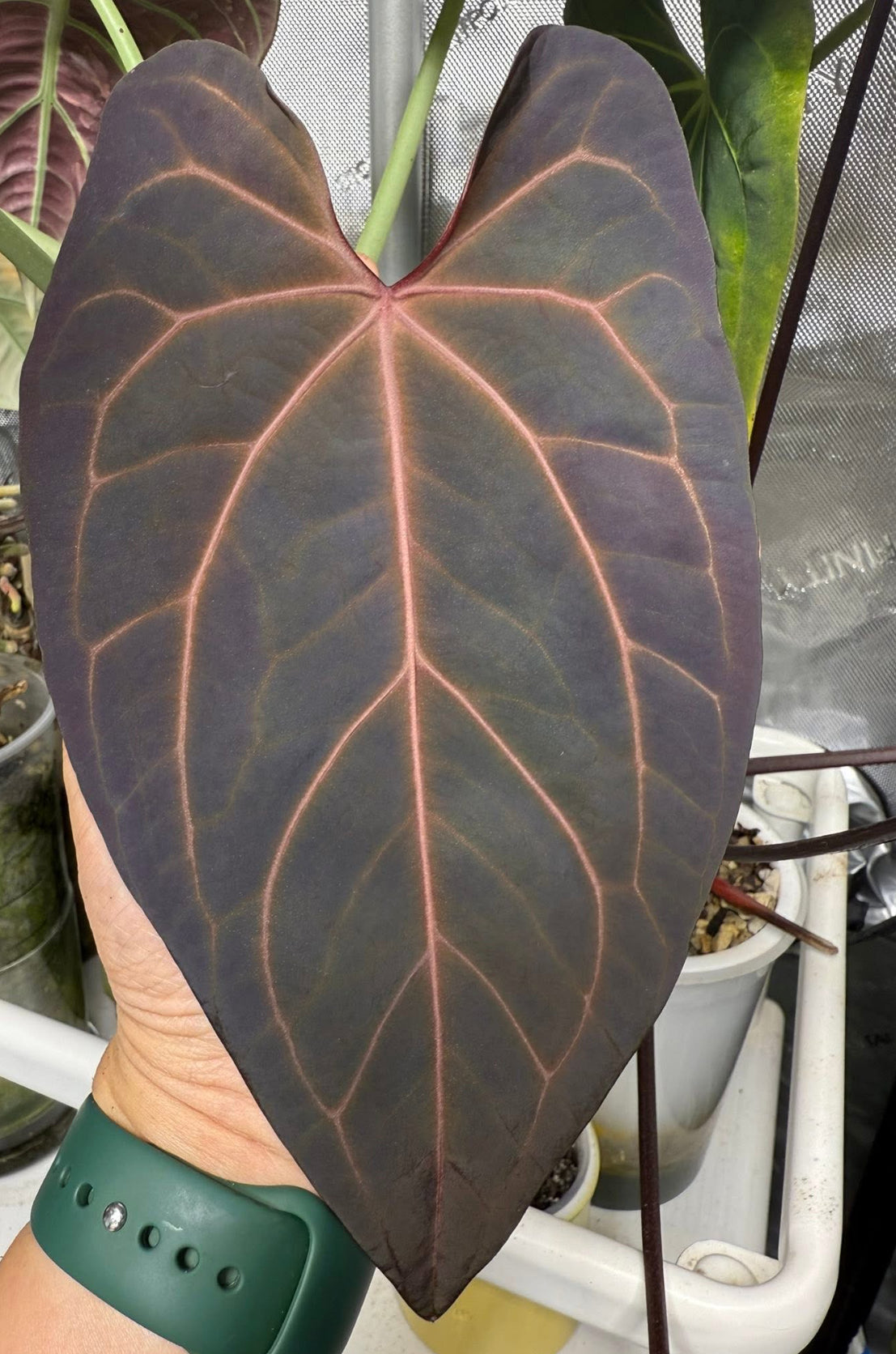 Anthurium AOP (Ace of Purple)x Carla (Wuhoo)| Live Houseplant