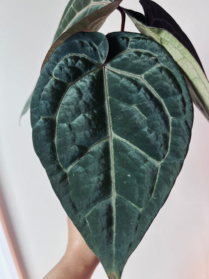 Anthurium Wuhoo's First Night x Red Crystal (PM1)| Live Houseplant