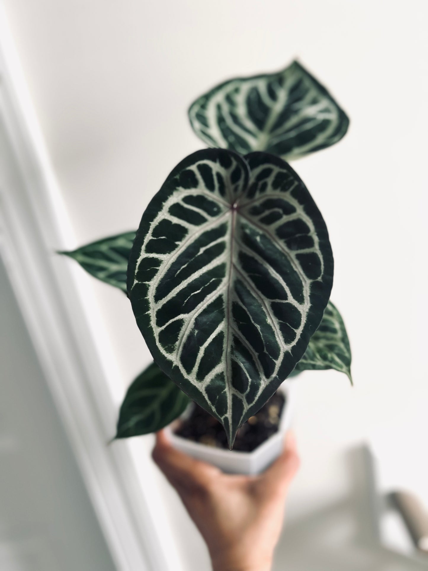 Royal Blush | (Silver Blush × RC) × KOS | Live Houseplant | BATCH 2 | GC |