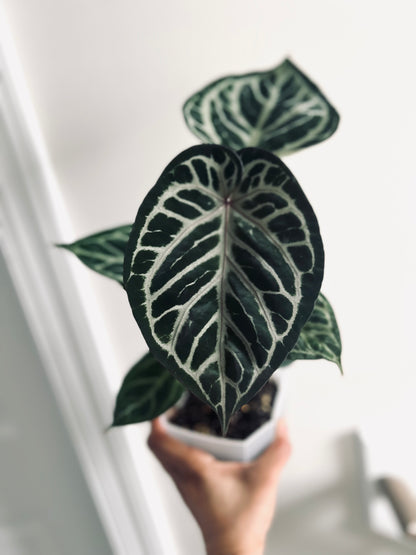 Royal Blush | (Silver Blush × RC) × KOS | Live Houseplant | BATCH 2 | GC |