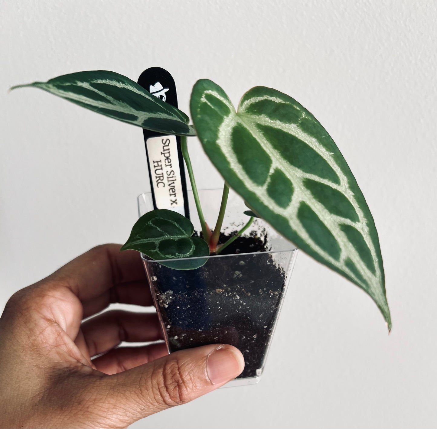 Super Silver x HURC | Live Houseplant |