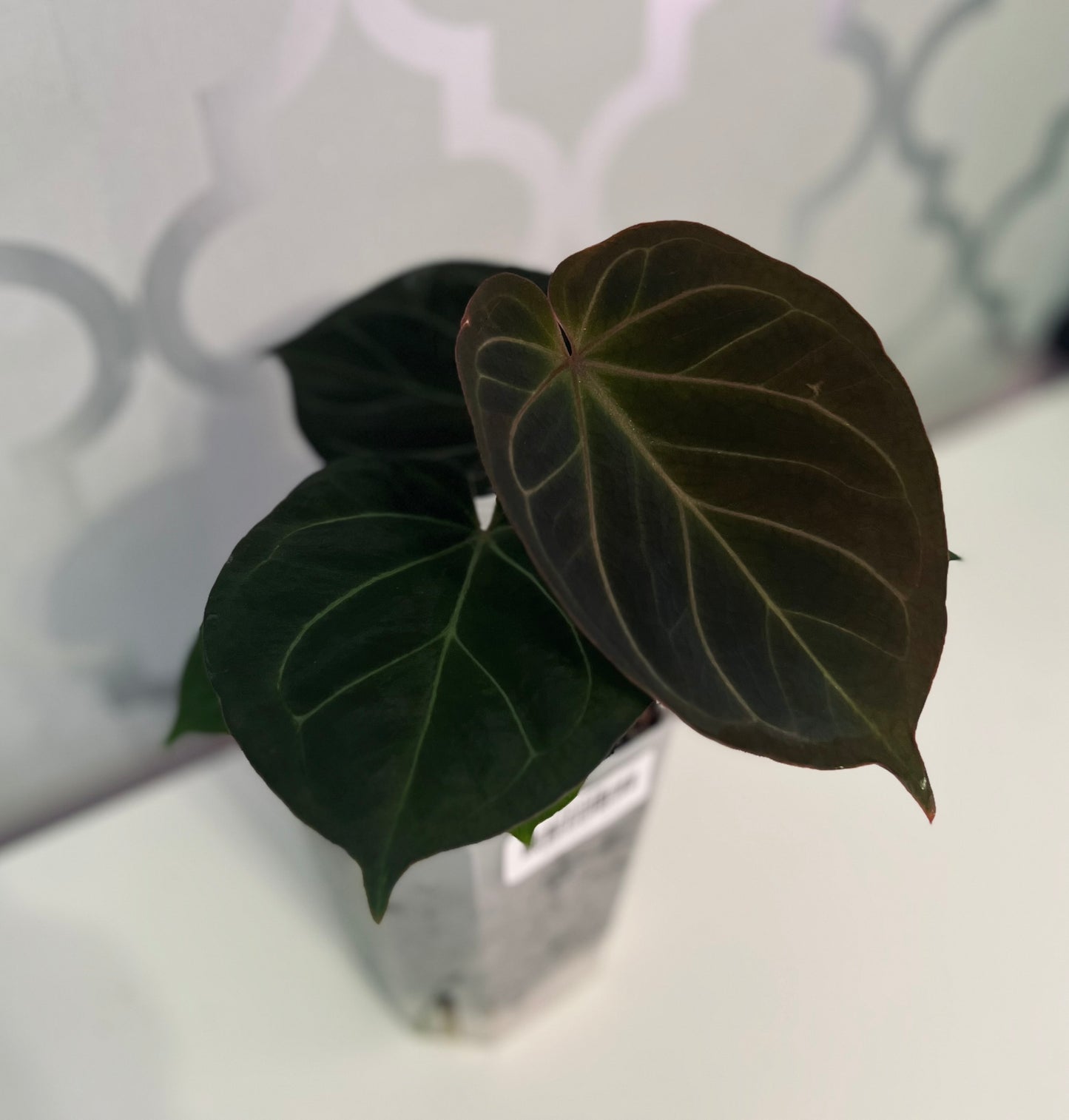 Anthurium King of Spades (KOS Hu) | Live Houseplant