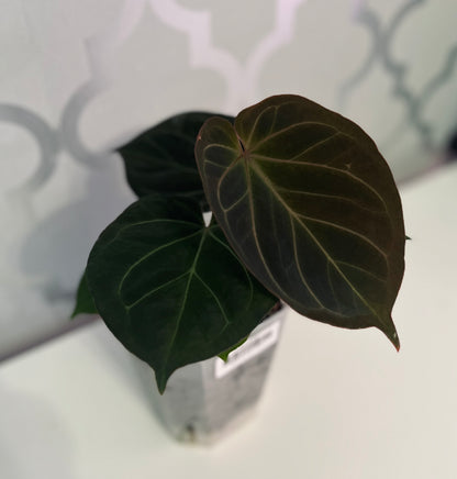 Anthurium King of Spades (KOS Hu) | Live Houseplant