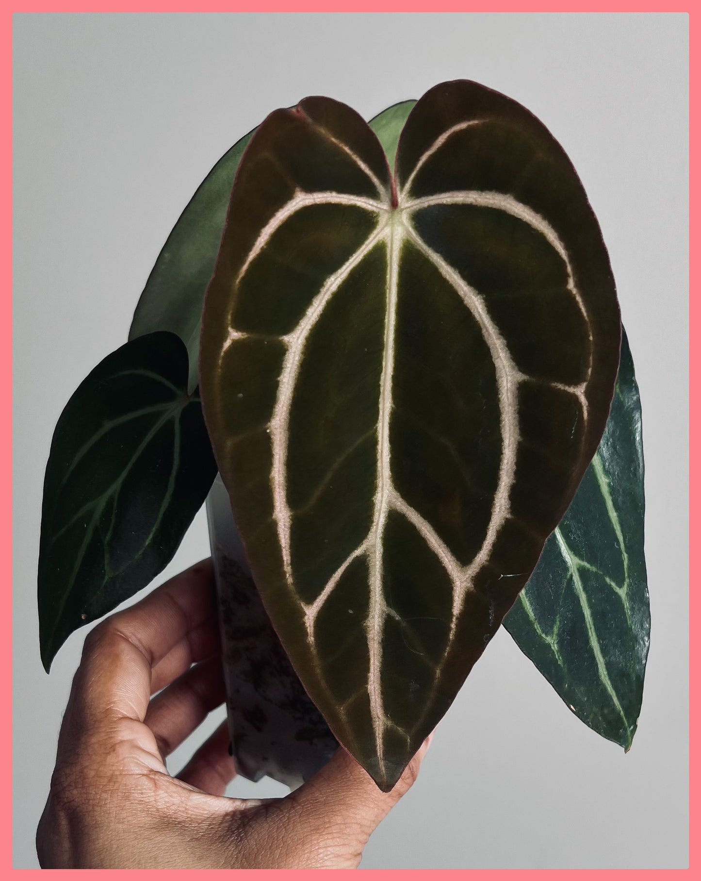 Anthurium Carlablackiae | Live Houseplant