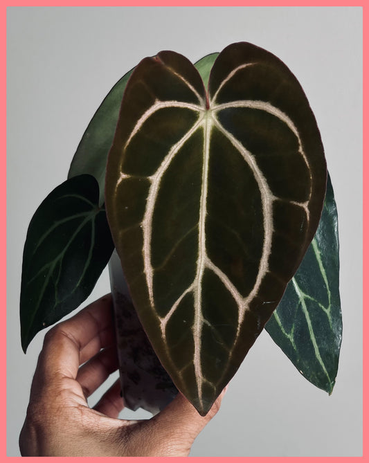 Anthurium Carlablackiae | Live Houseplant