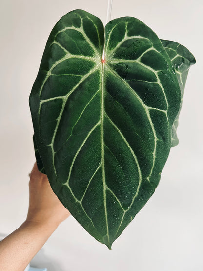 Scarlet Phoenix | (Dark Phoenix x Self) x (SB x RC) | Live Houseplant