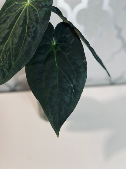 Anthurium Papillilaminum x Crystallinum| Live Houseplant