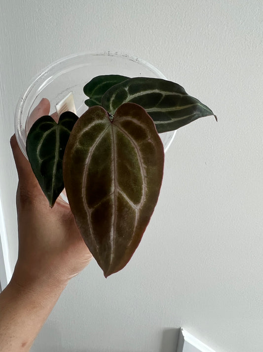 Michelle x Self | Live Houseplant |