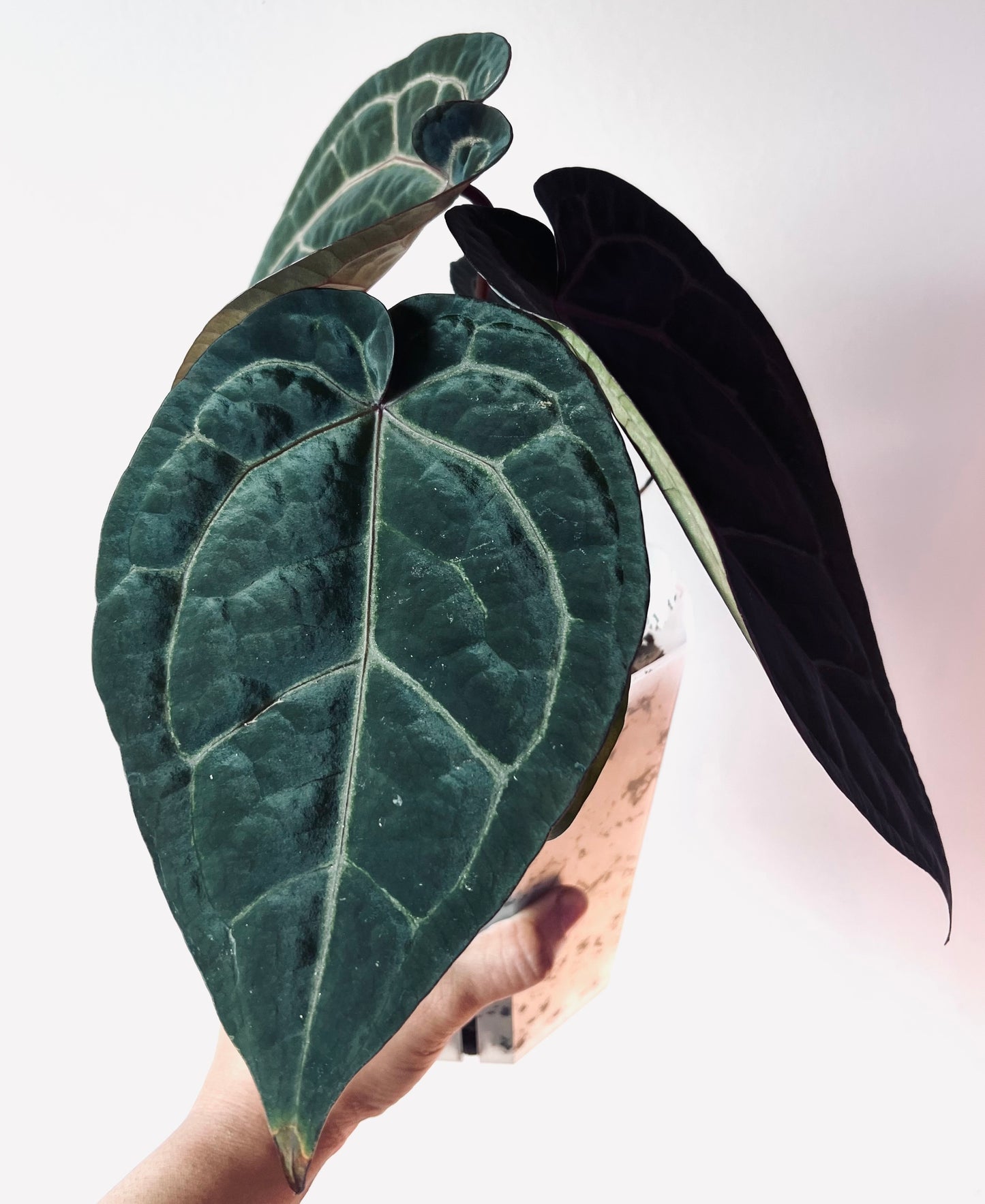 Anthurium Wuhoo's First Night x Red Crystal (PM1)| Live Houseplant