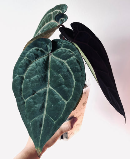 Anthurium Wuhoo's First Night x Red Crystal (PM1)| Live Houseplant