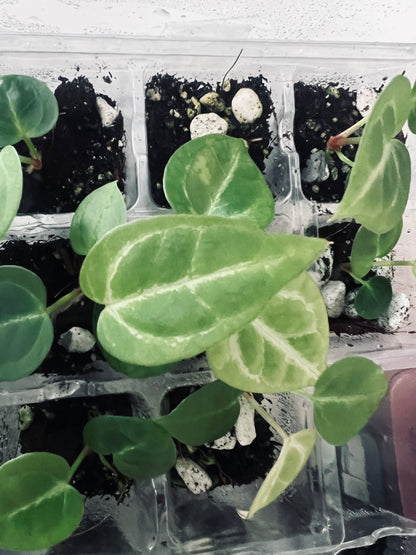 Anthurium Batch: ‘Silver Lining’ | (Mag x SB) x (SB x RC)