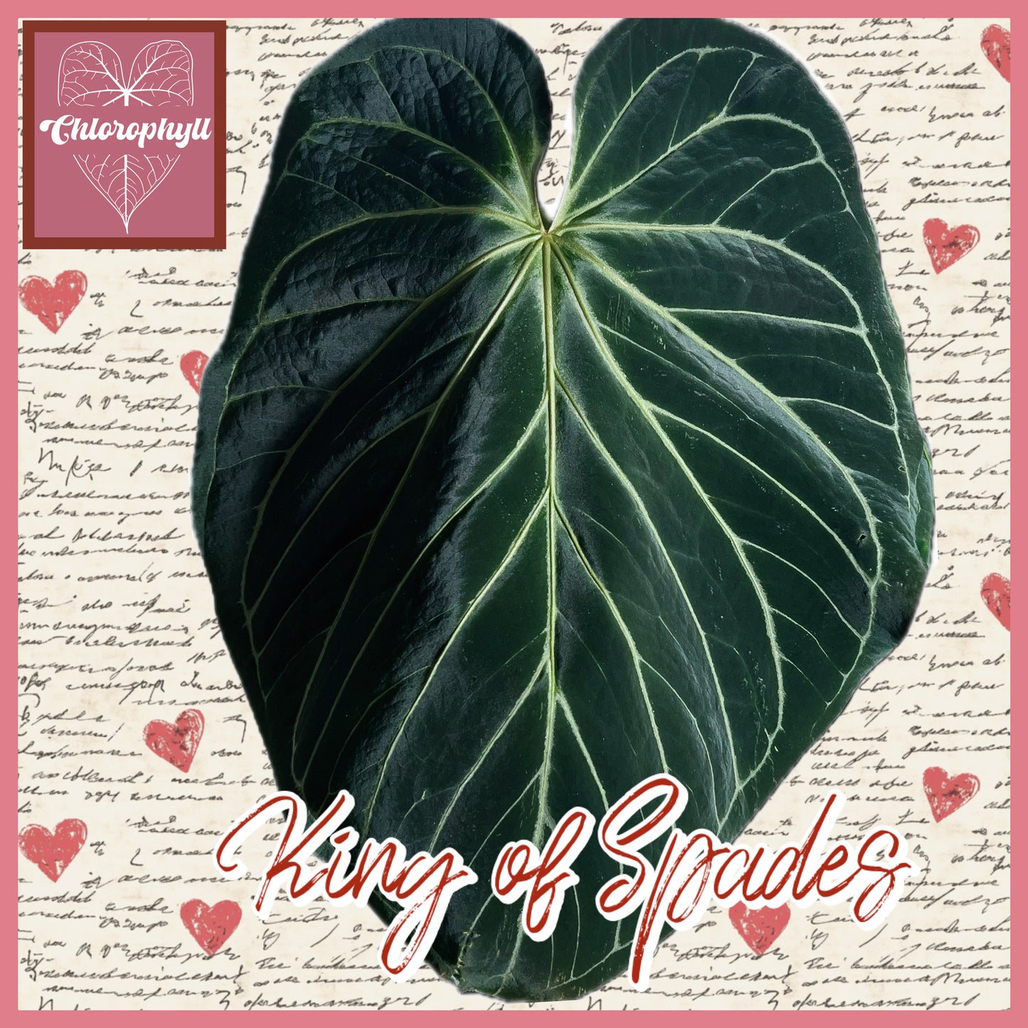 Velvet Heart - (Dorayaki x RC) x KOS| Anthurium