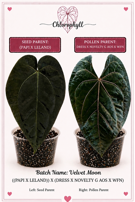 Velvet Moon | (Pap X Leland Dress) X (Novelty G AOS X WFN) | Live Houseplant