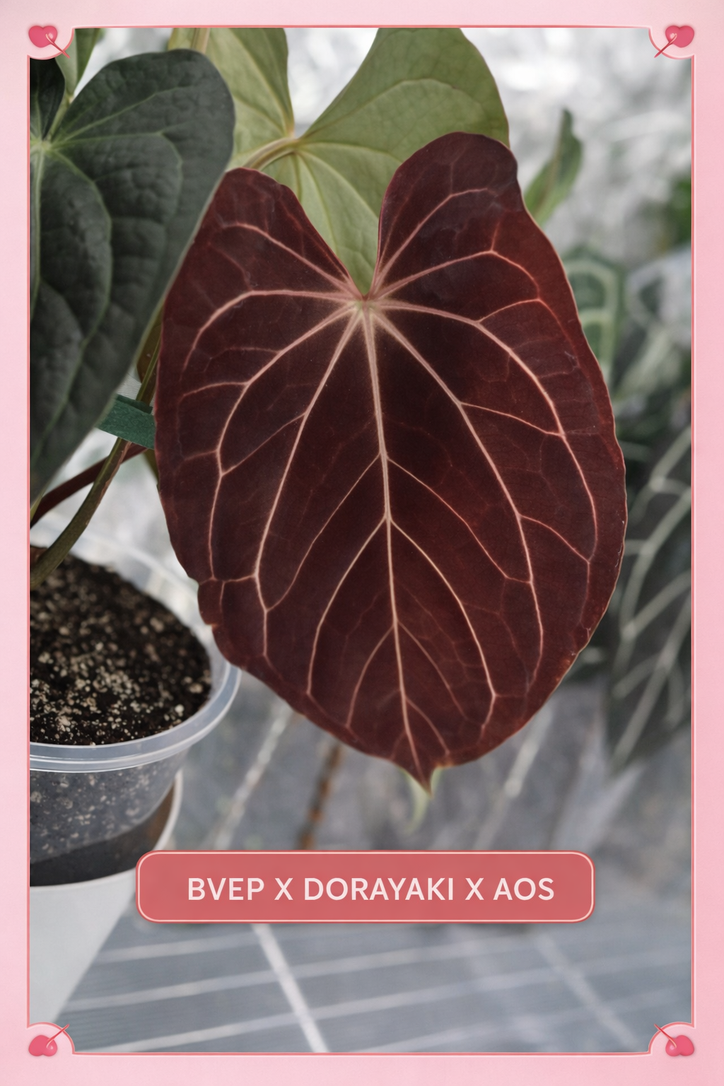 Crimson Phoenix | (Carla/Dorayaki x BVEP) X (Pap X-One X Dark Phoenix) |