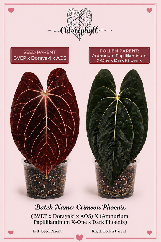 Crimson Phoenix | (Carla/Dorayaki x BVEP) X (Pap X-One X Dark Phoenix) |