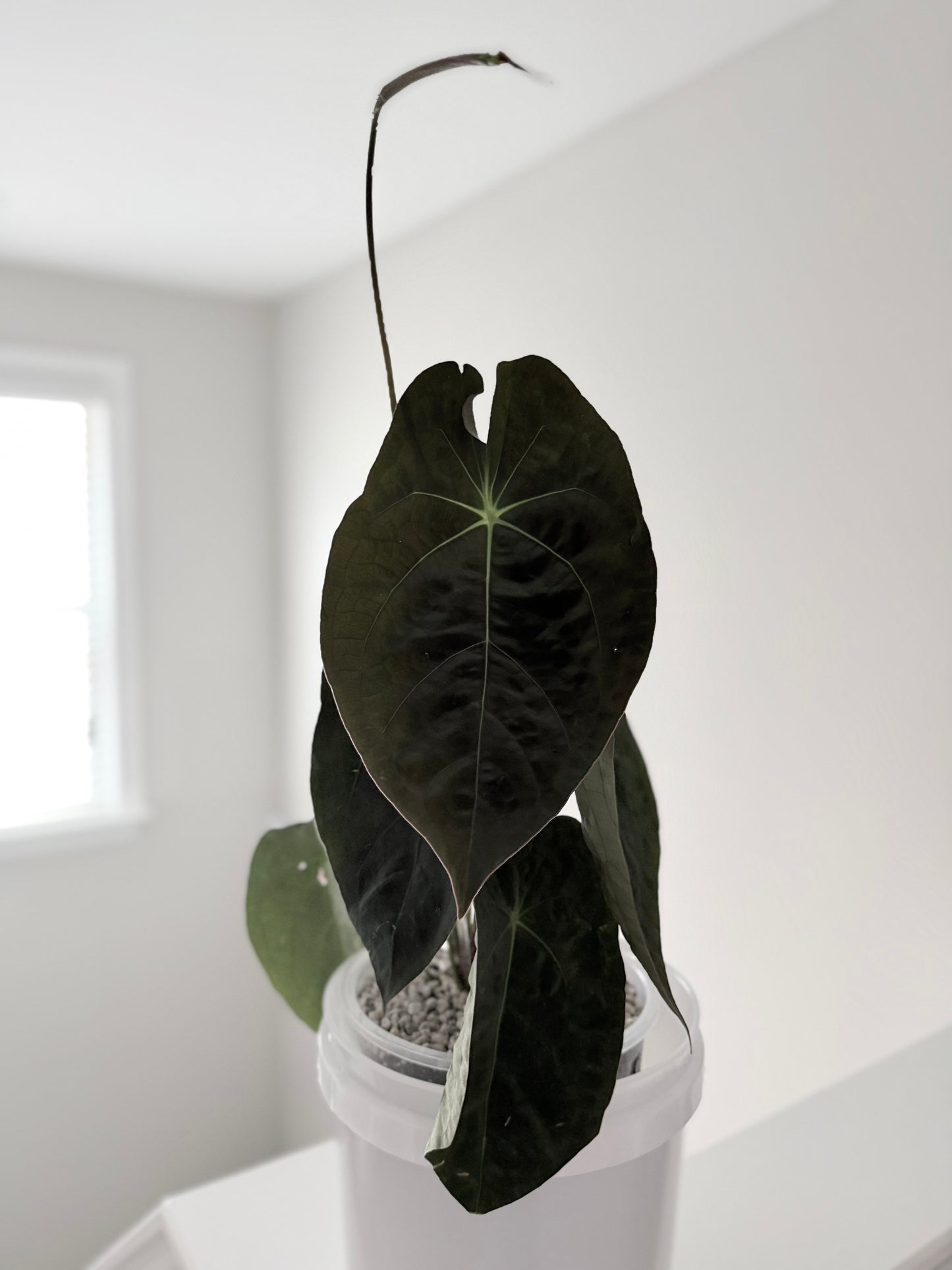 Velvet Reflection | Pap X Forgetii | Live Houseplant |