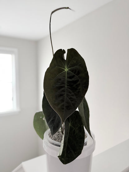 Velvet Reflection | Pap X Forgetii | Live Houseplant |