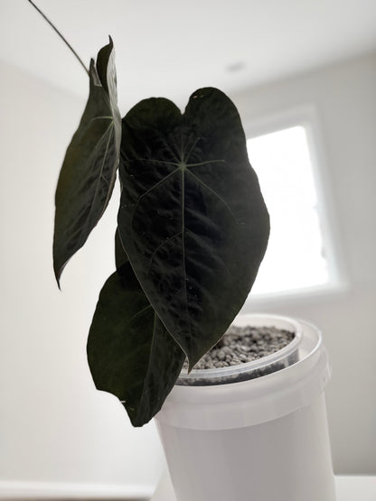 Velvet Reflection | Pap X Forgetii | Live Houseplant |