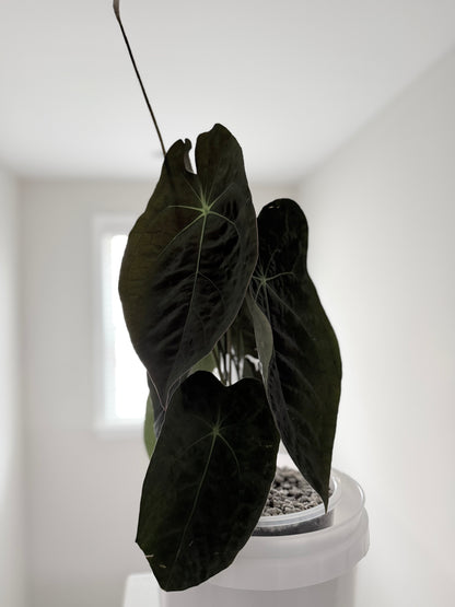 Velvet Reflection | Pap X Forgetii | Live Houseplant |
