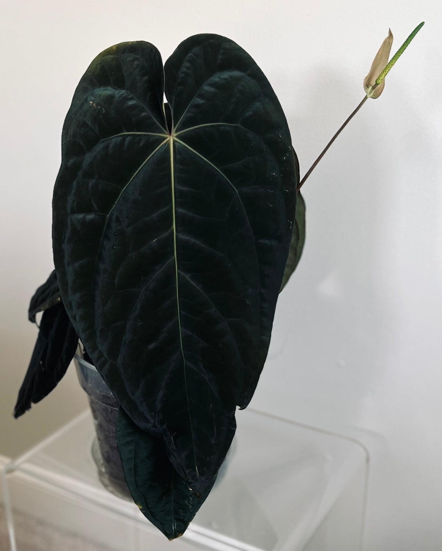 Nightshade | (Carla/BVEP X AOS) X Carla/Pap (Soul Reaper) | Seeds |