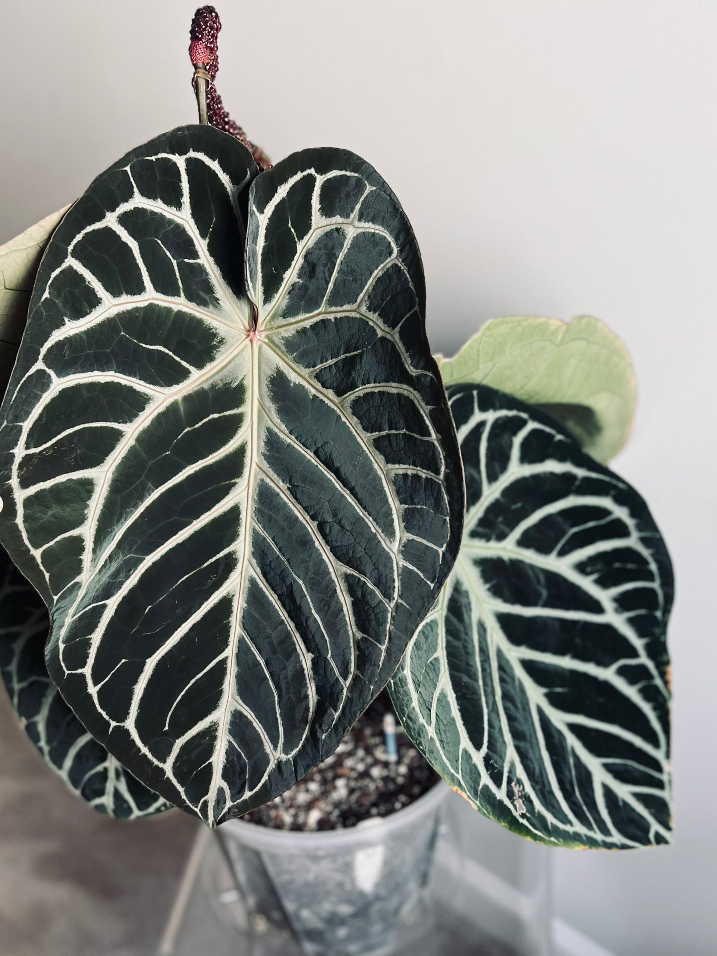 Royal Blush– (Silver Blush × RC) × KOS Live Houseplant - Batch 1